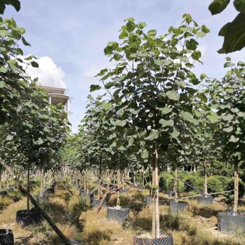黄槿基地直销规格齐全质量优欢迎老板来电咨询合作