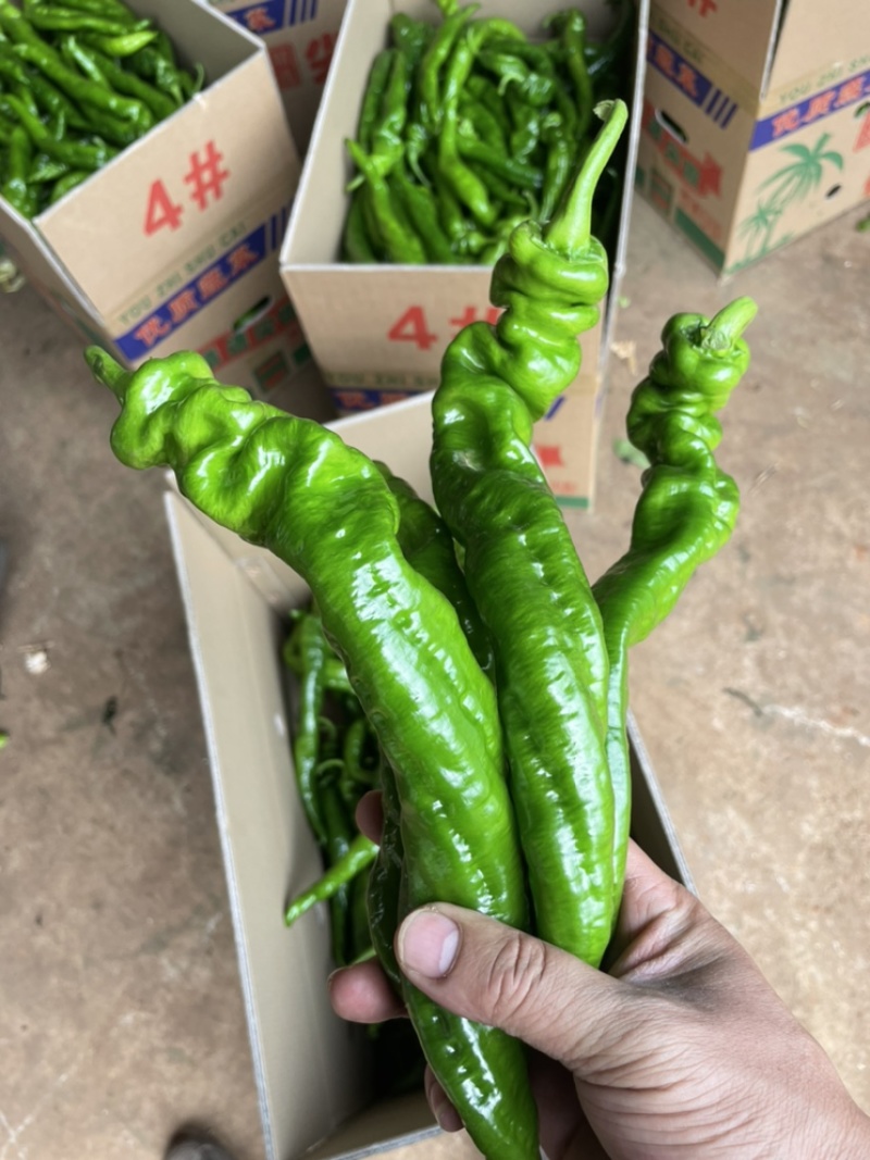 广东省基地直发螺丝椒陇椒薄皮椒大量一手货源