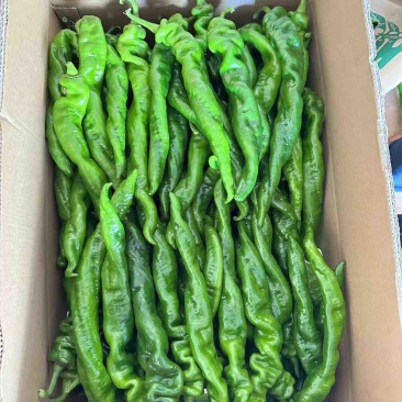 广东省基地直发螺丝椒陇椒薄皮椒大量一手货源