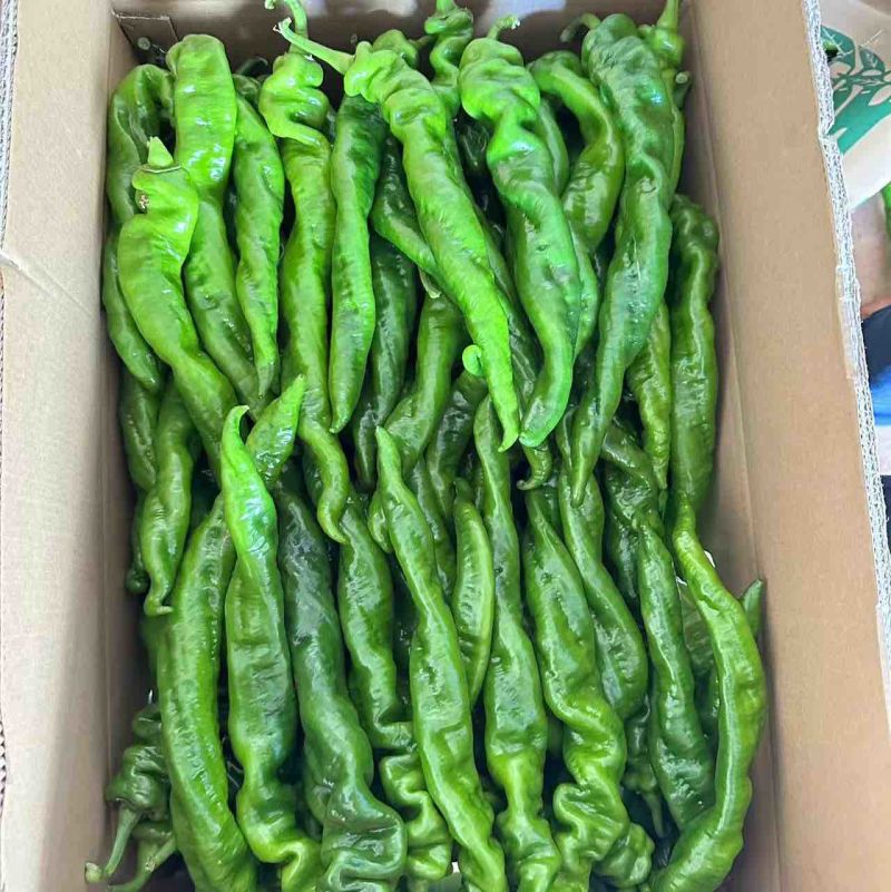 广东省基地直发螺丝椒陇椒薄皮椒大量一手货源