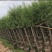 垂柳基地直销规格齐全质量优欢迎来电洽谈合作