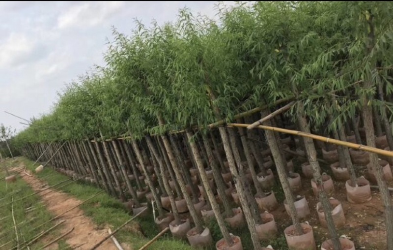 垂柳基地直销规格齐全质量优欢迎来电洽谈合作