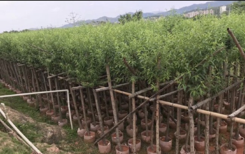 垂柳基地直销规格齐全质量优欢迎来电洽谈合作