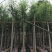 垂柳基地直销规格齐全质量优欢迎来电洽谈合作
