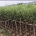 垂柳基地直销规格齐全质量优欢迎来电洽谈合作