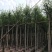垂柳基地直销规格齐全质量优欢迎来电洽谈合作