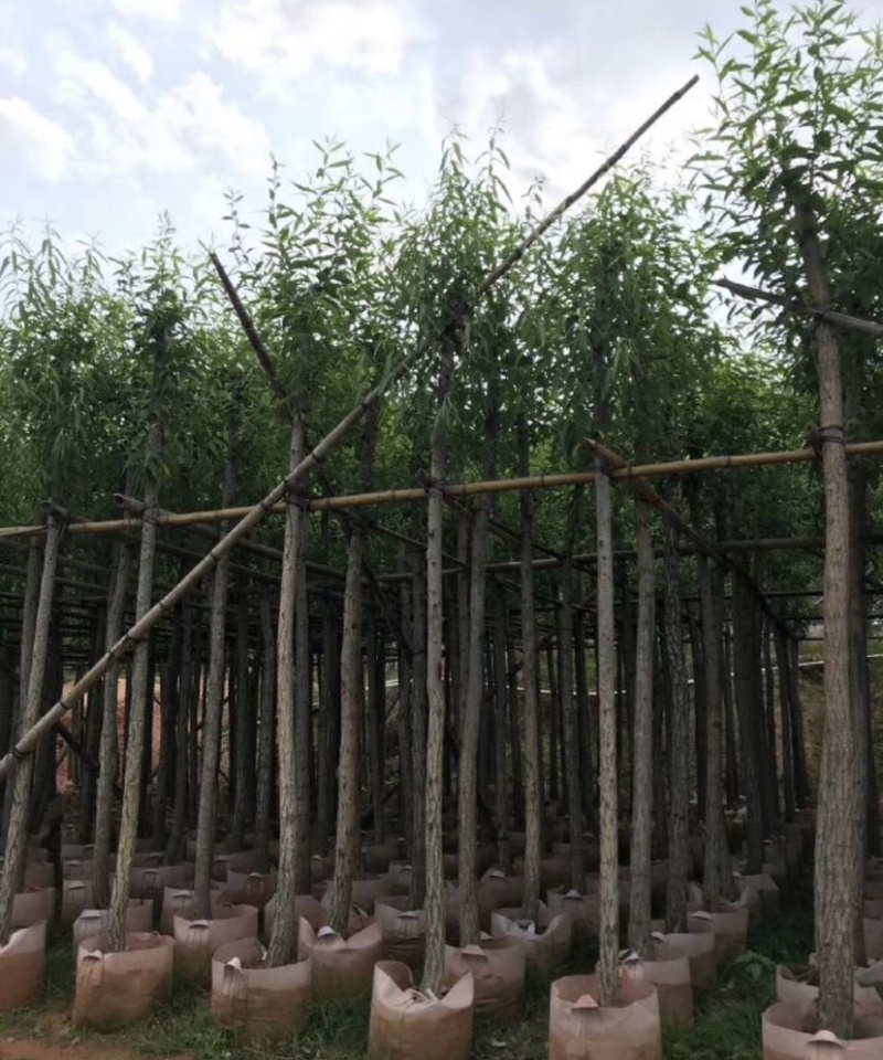 垂柳基地直销规格齐全质量优欢迎来电洽谈合作