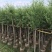 垂柳基地直销规格齐全质量优欢迎来电洽谈合作