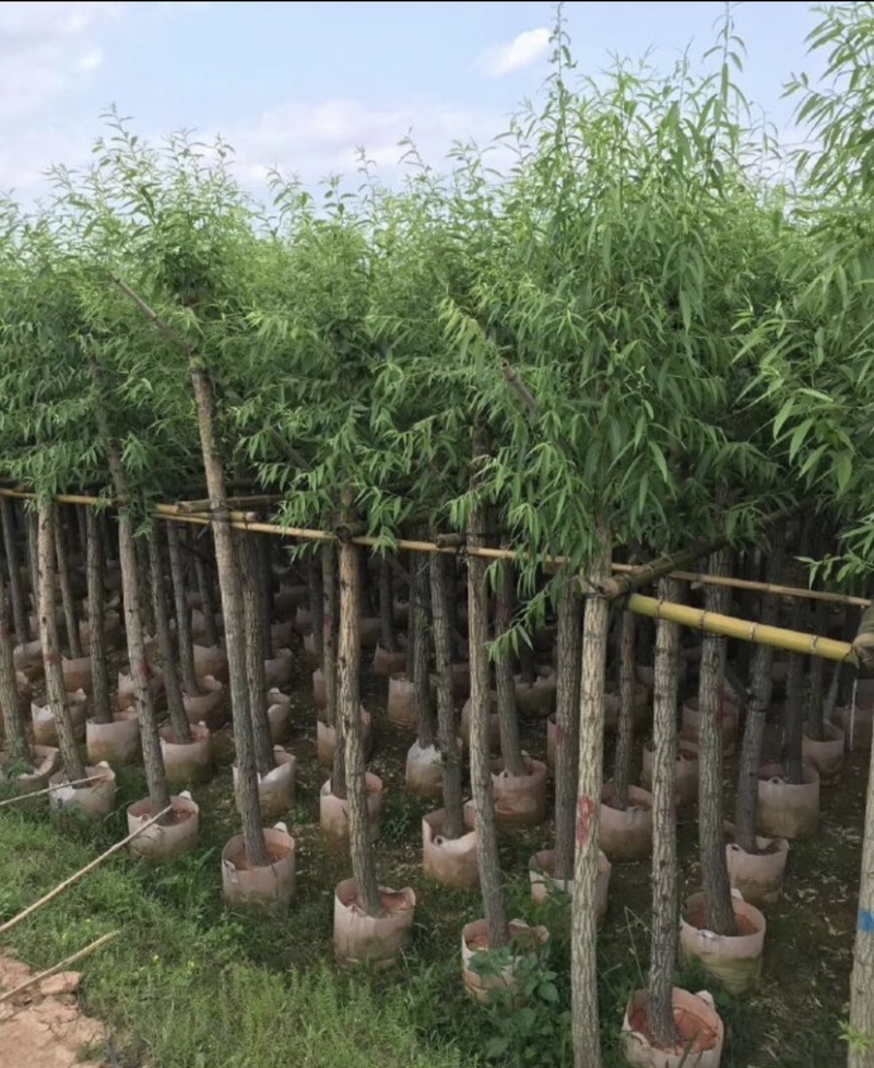 垂柳基地直销规格齐全质量优欢迎来电洽谈合作