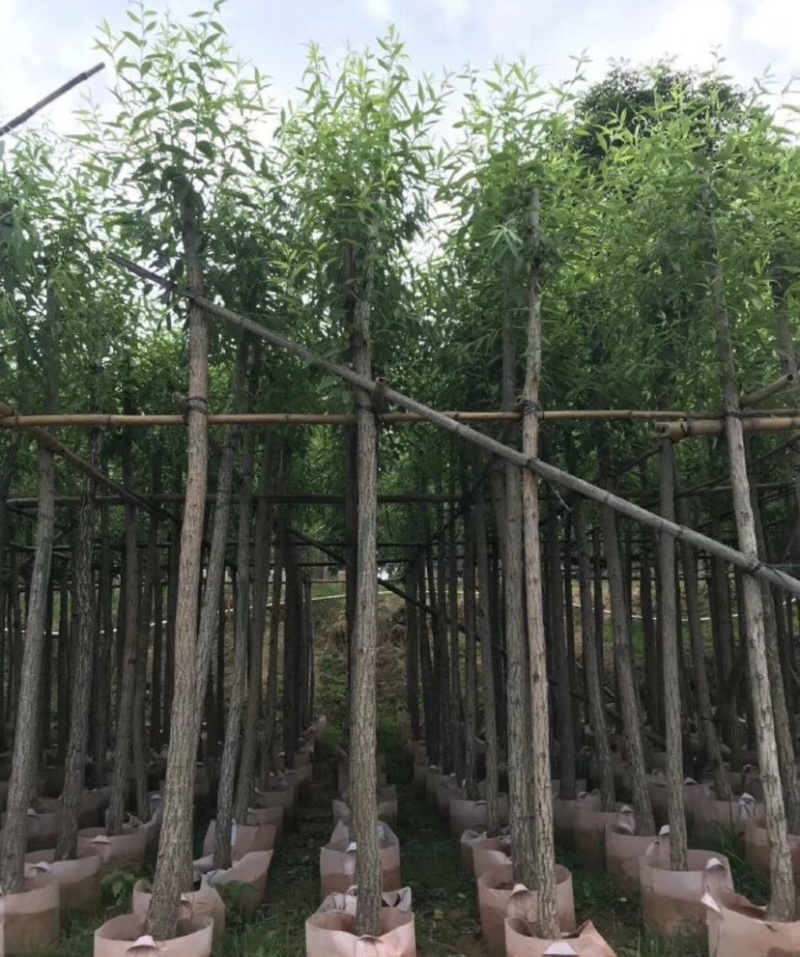 垂柳基地直销规格齐全质量优欢迎来电洽谈合作