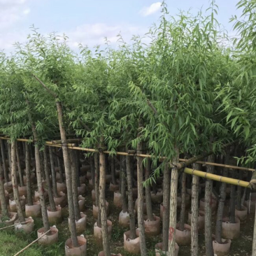 垂柳基地直销规格齐全质量优欢迎来电洽谈合作