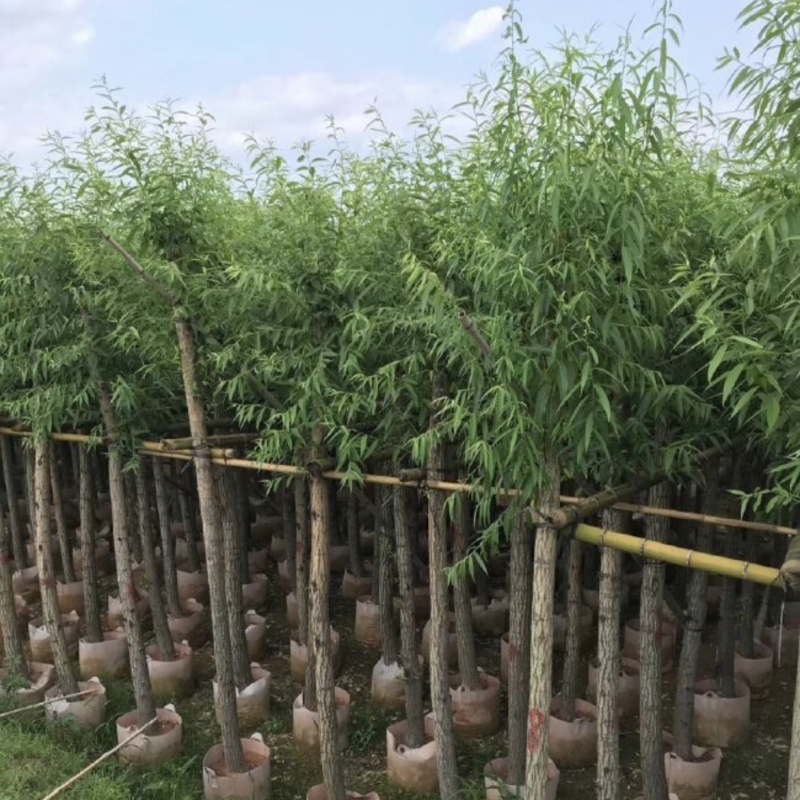 垂柳基地直销规格齐全质量优欢迎来电洽谈合作