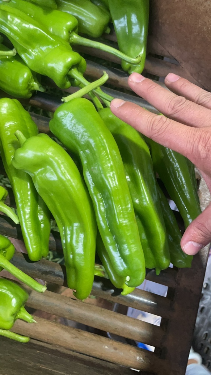 广东苏椒泡王芜湖椒薄皮泡椒产地直供大量货源