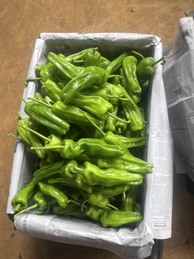 广东苏椒泡王芜湖椒薄皮泡椒产地直供大量货源