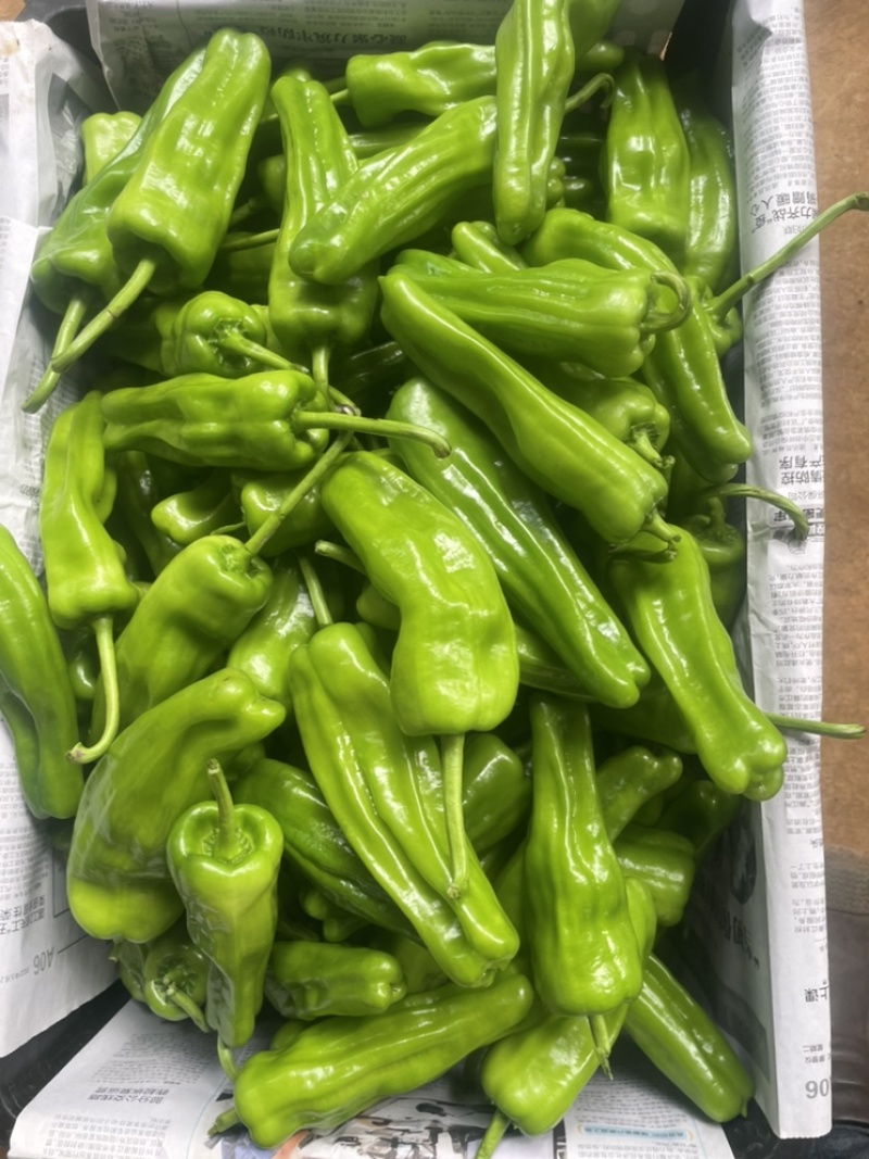 广东苏椒泡王芜湖椒薄皮泡椒产地直供大量货源