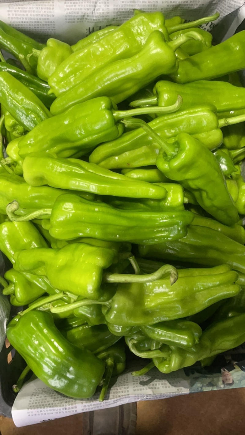 广东苏椒泡王芜湖椒薄皮泡椒产地直供大量货源