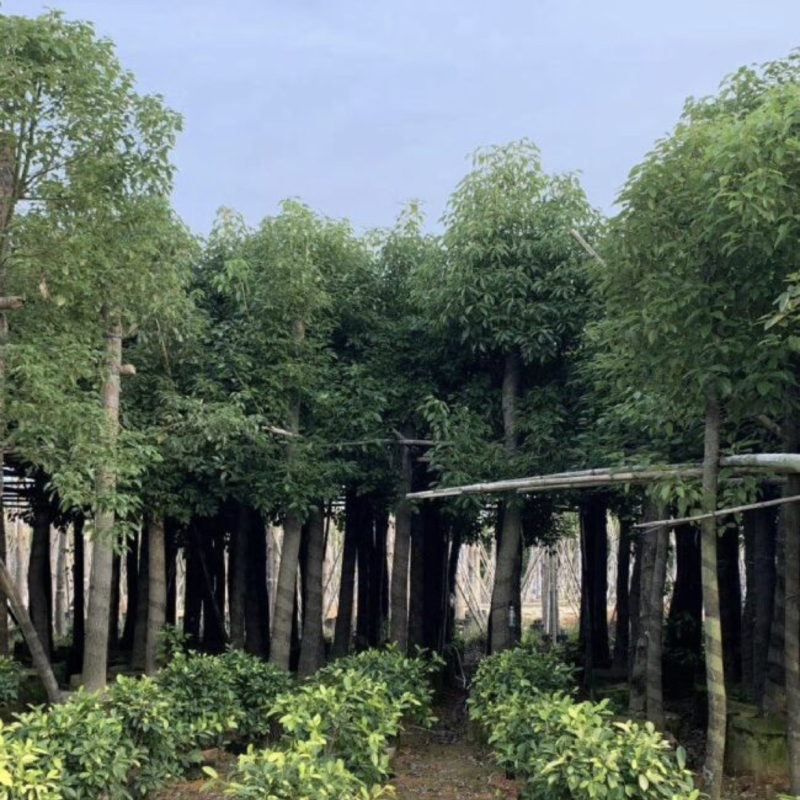 香樟基地直销规格齐全质量优欢迎老板来电洽谈合作