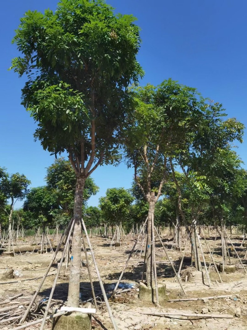 桃花心木基地直销规格齐全质量优欢迎老板来电咨询合作