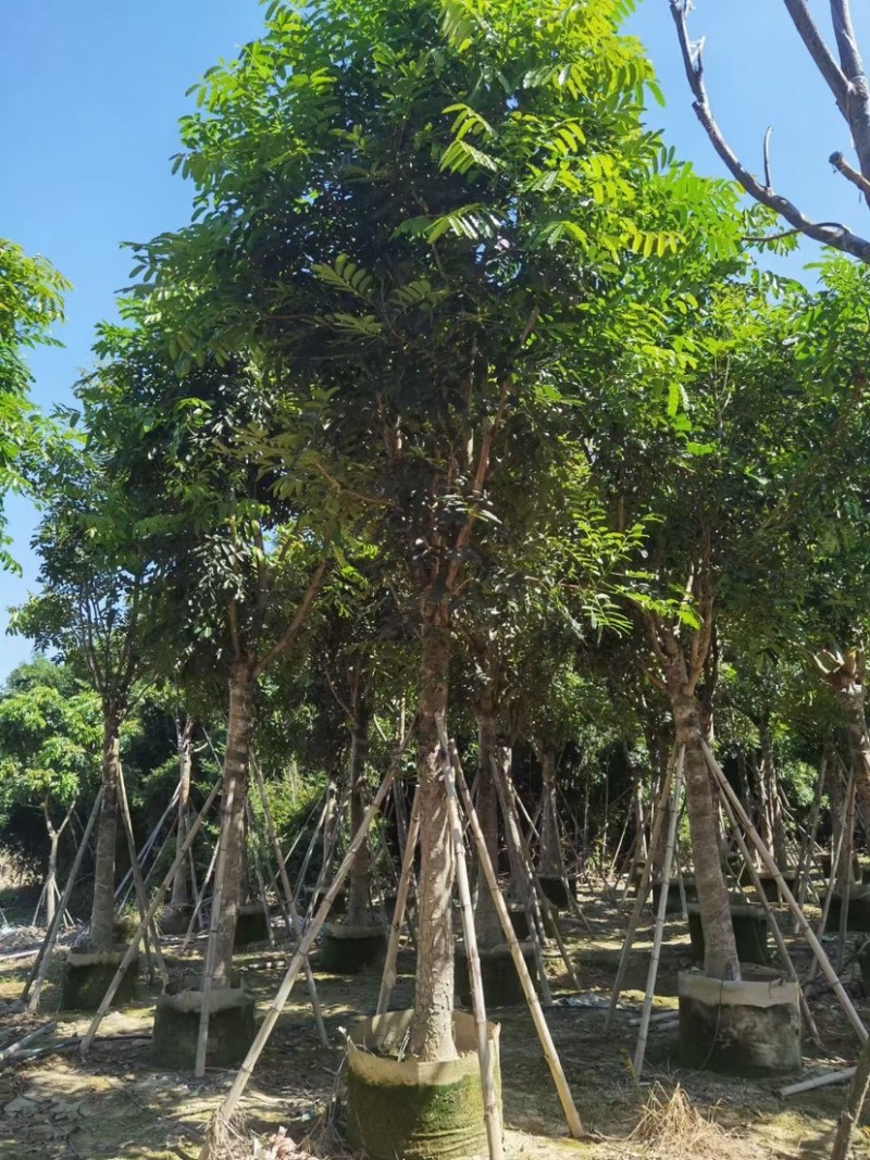 桃花心木基地直销规格齐全质量优欢迎老板来电咨询合作