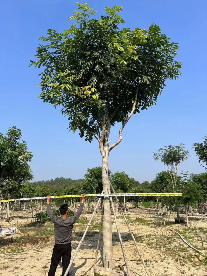 桃花心木基地直销规格齐全质量优欢迎老板来电咨询合作