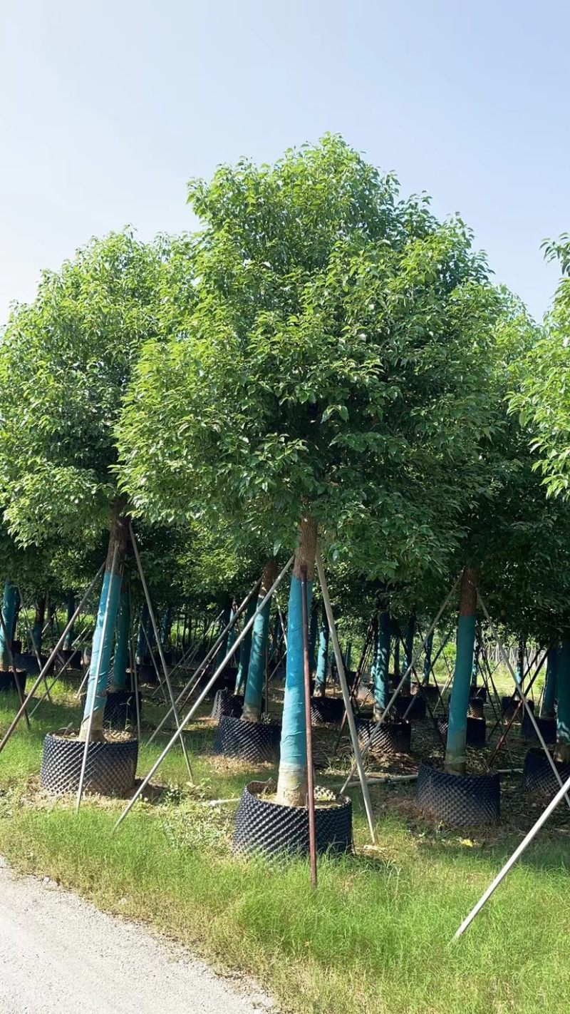 养冠香樟基地直销规格齐全质量优，欢迎老板来电咨询合作