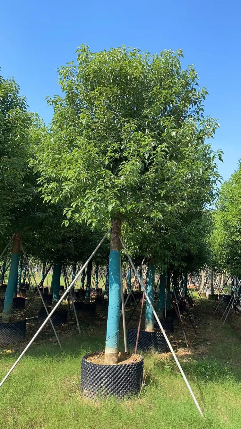 养冠香樟基地直销规格齐全质量优，欢迎老板来电咨询合作