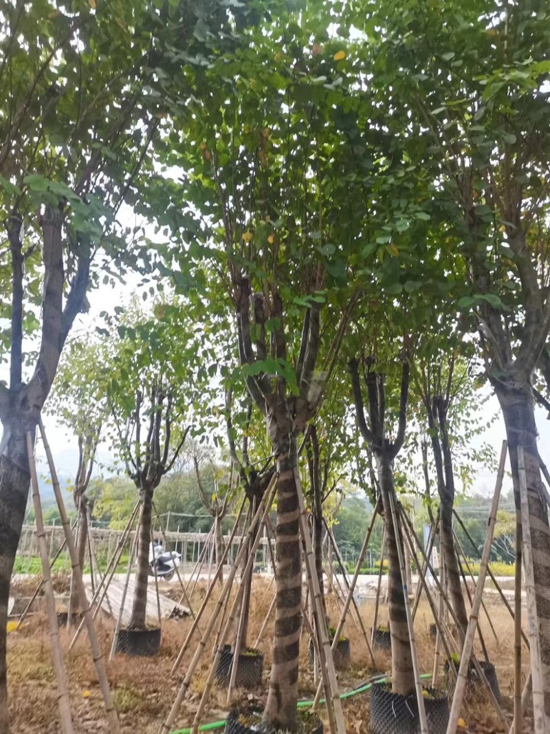 宫粉羊蹄甲基地直销规格齐全质量优，欢迎老板来电洽谈