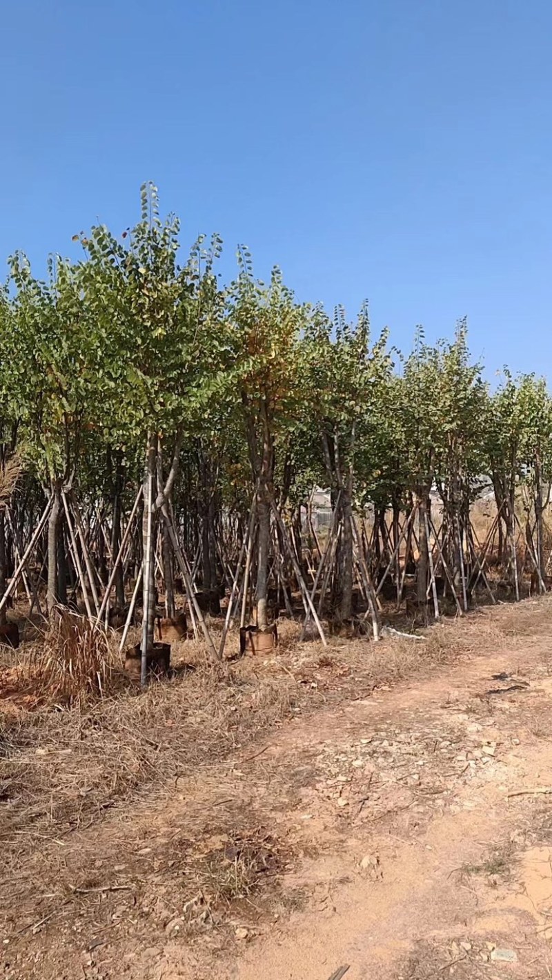 宫粉羊蹄甲基地直销规格齐全质量优，欢迎老板来电洽谈