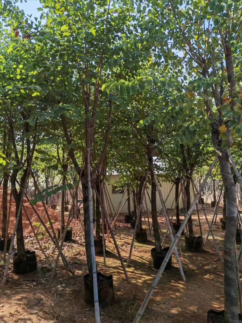 宫粉羊蹄甲基地直销规格齐全质量优，欢迎老板来电洽谈