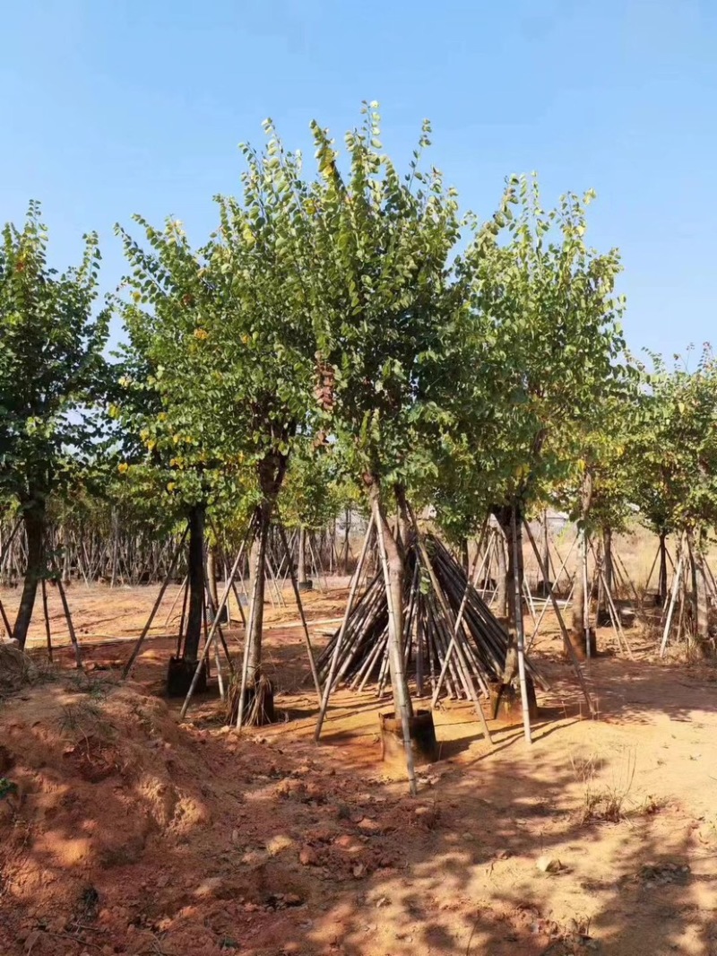 宫粉羊蹄甲基地直销规格齐全质量优，欢迎老板来电洽谈