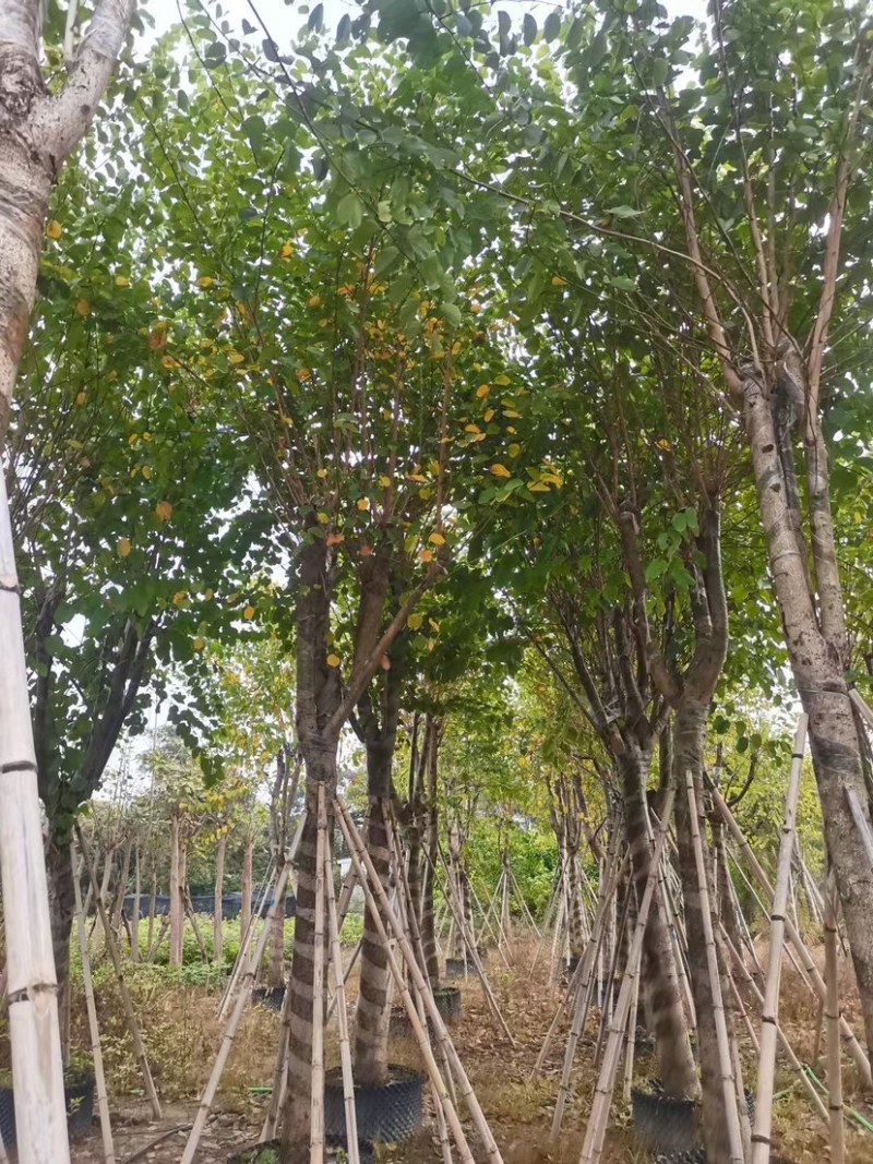 宫粉羊蹄甲基地直销规格齐全质量优，欢迎老板来电洽谈