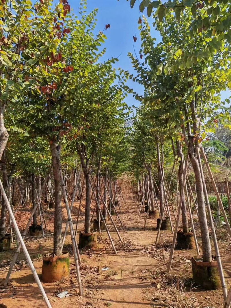 宫粉羊蹄甲基地直销规格齐全质量优，欢迎老板来电洽谈