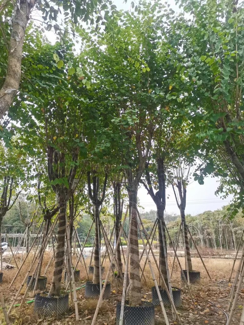 宫粉羊蹄甲基地直销规格齐全质量优，欢迎老板来电洽谈