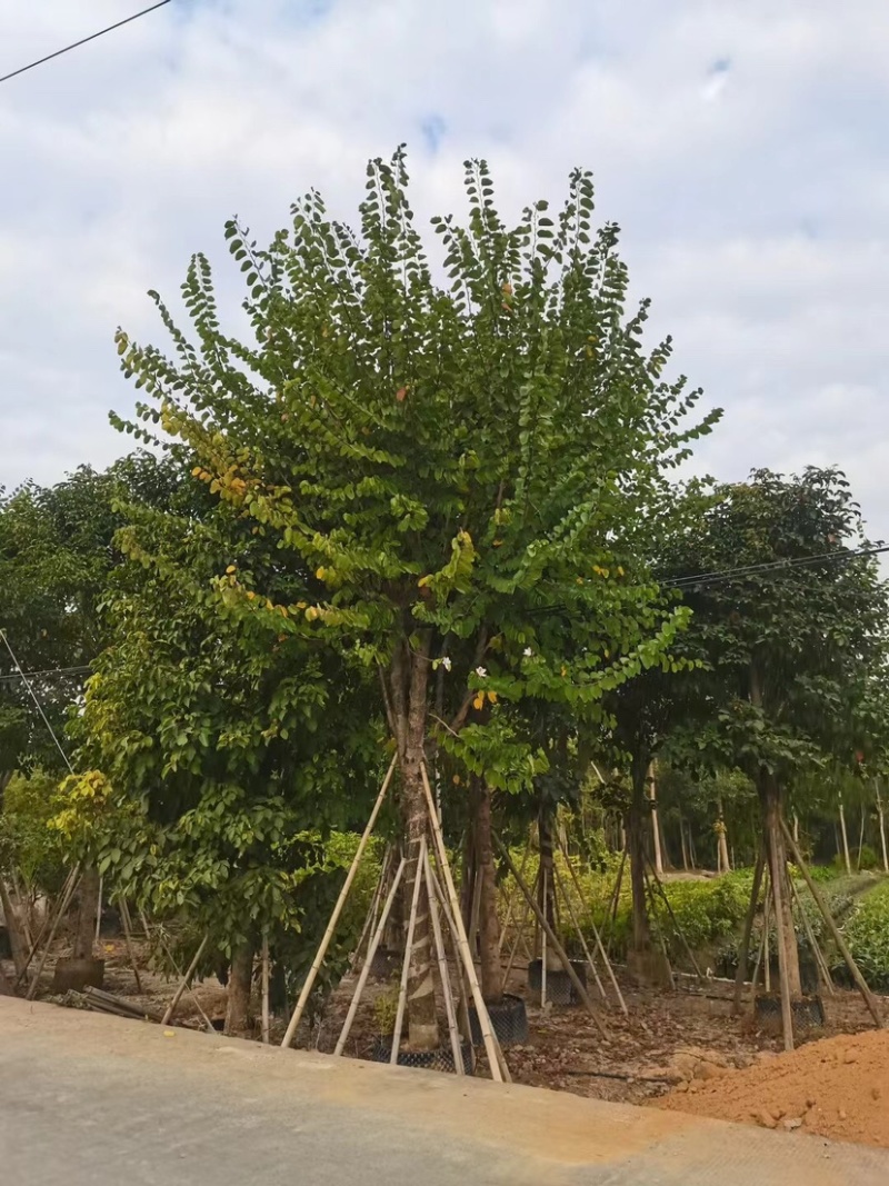 宫粉羊蹄甲基地直销规格齐全质量优，欢迎老板来电洽谈