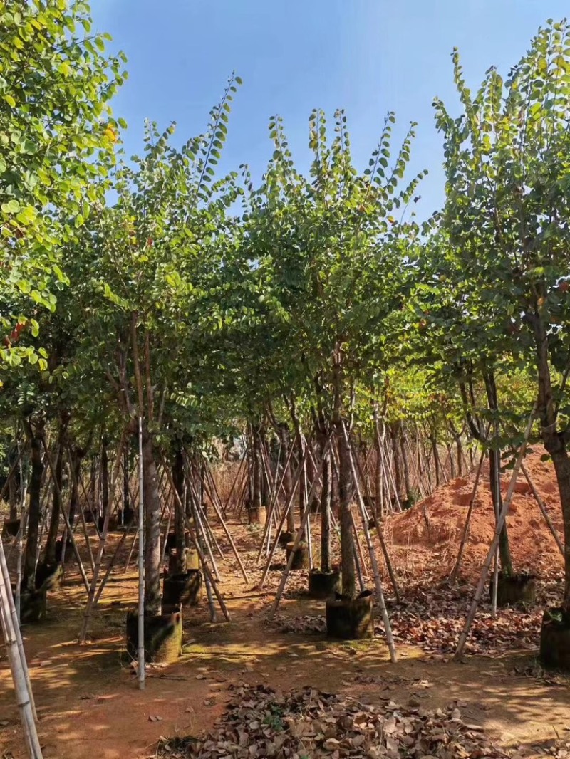 宫粉羊蹄甲基地直销规格齐全质量优，欢迎老板来电洽谈