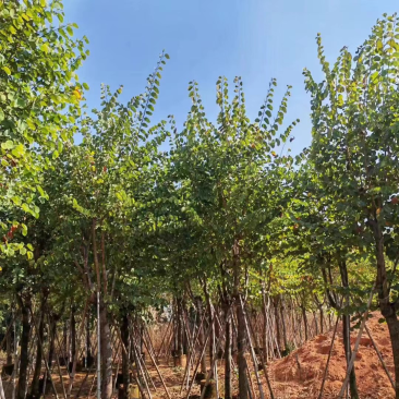 宫粉羊蹄甲基地直销规格齐全质量优，欢迎老板来电洽谈