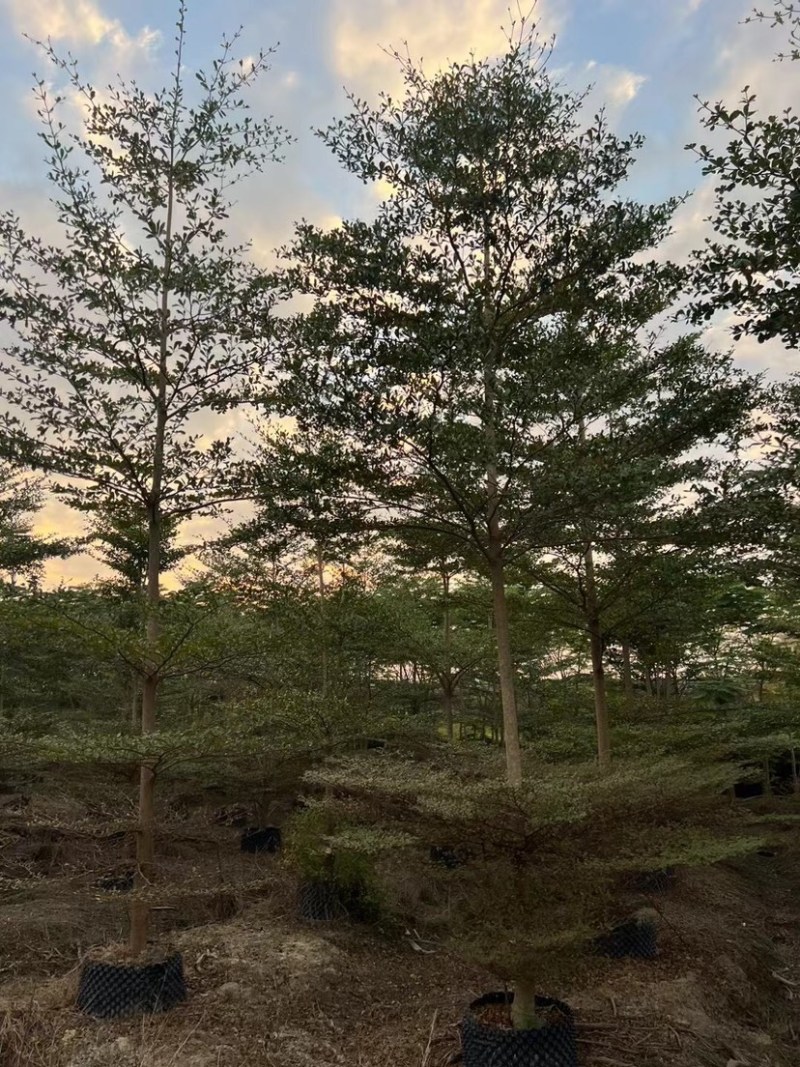 骨架/全冠小叶榄仁基地直销规格齐全质量优质欢迎来电