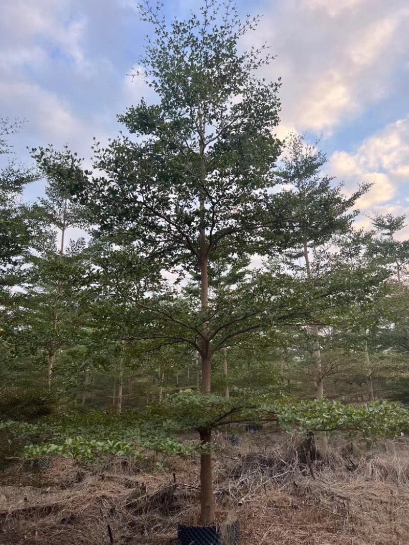 骨架/全冠小叶榄仁基地直销规格齐全质量优质欢迎来电