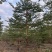 骨架/全冠小叶榄仁基地直销规格齐全质量优质欢迎来电