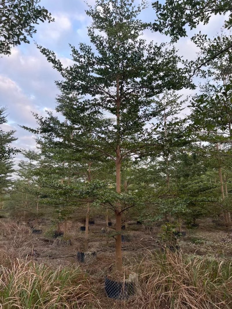 骨架/全冠小叶榄仁基地直销规格齐全质量优质欢迎来电