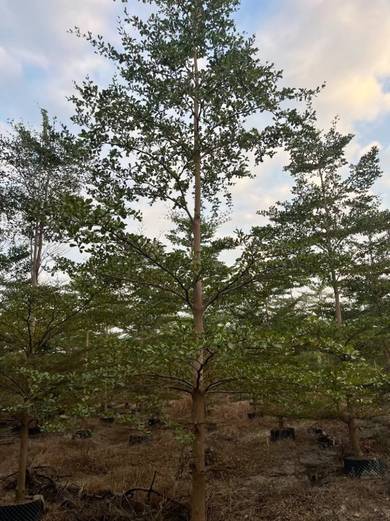 骨架/全冠小叶榄仁基地直销规格齐全质量优质欢迎来电