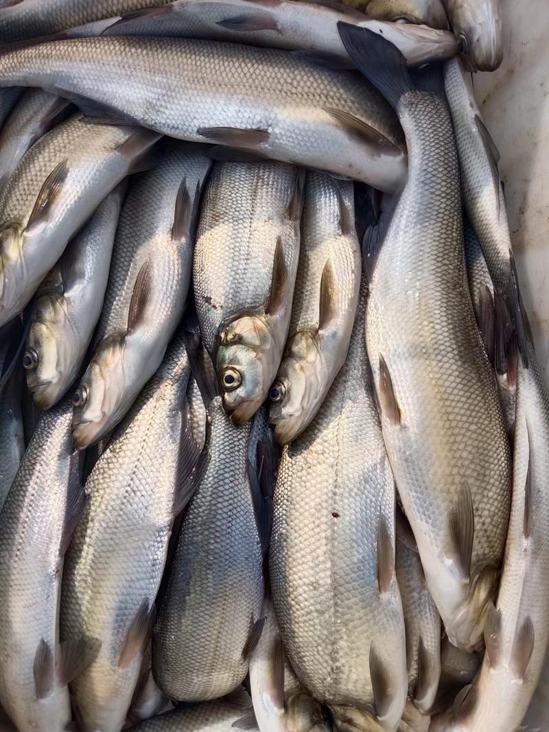 翘嘴红鲌刁子鱼垂钓精品各种规格有货质量好成活率高