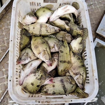 鳜鱼各种规格，精品桂鱼，下塘垂钓上市场都可以