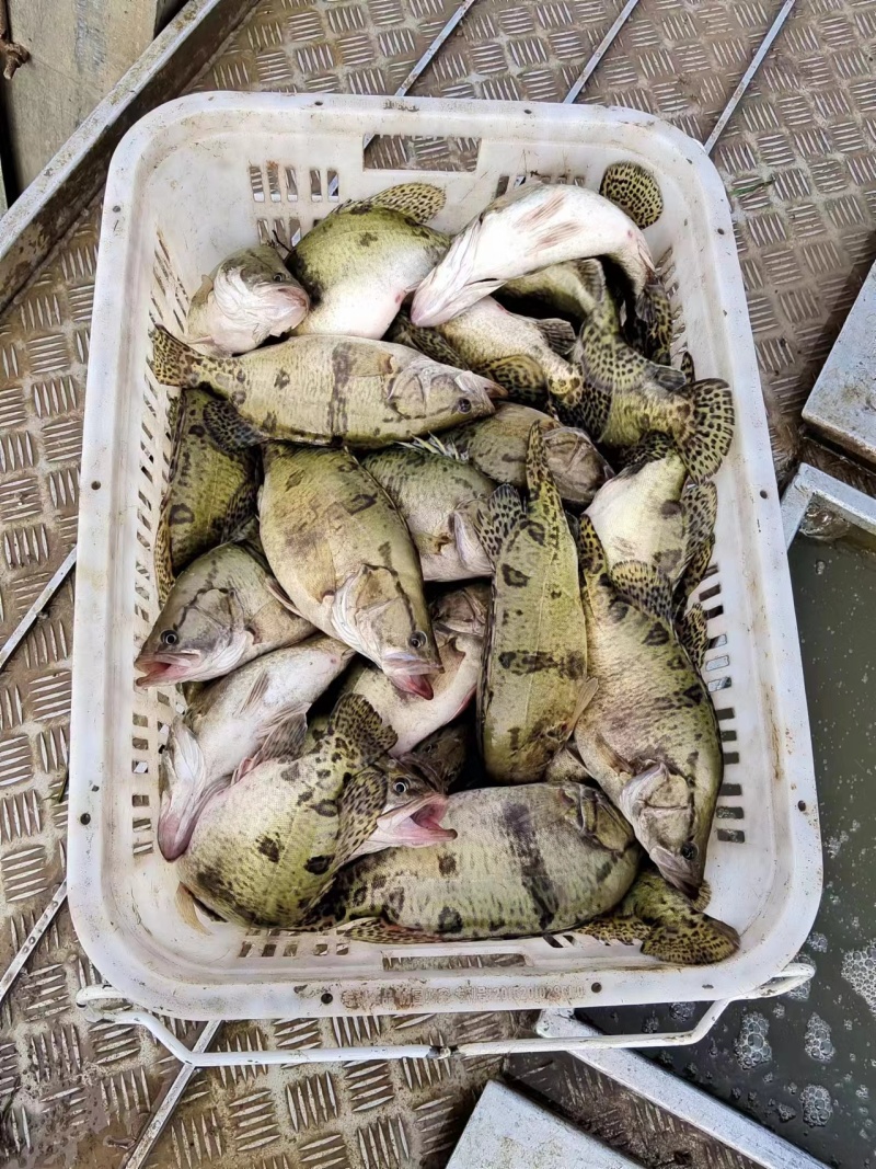 鳜鱼各种规格，精品桂鱼，下塘垂钓上市场都可以