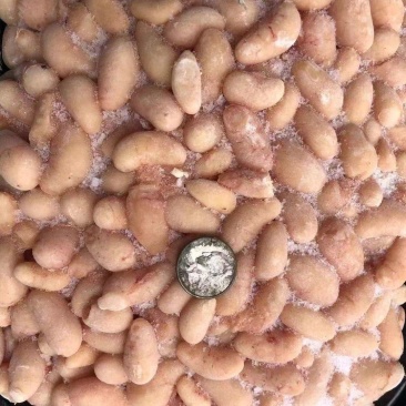 优质冰冻黄鸡腰