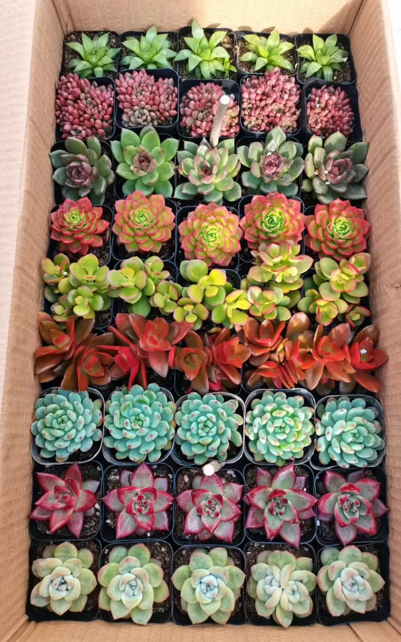多肉植物组合盆盆栽组盆基地直发！全国总源头！一手货源！