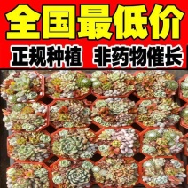 多肉植物组合盆盆栽组盆基地直发！全国总源头！一手货源！