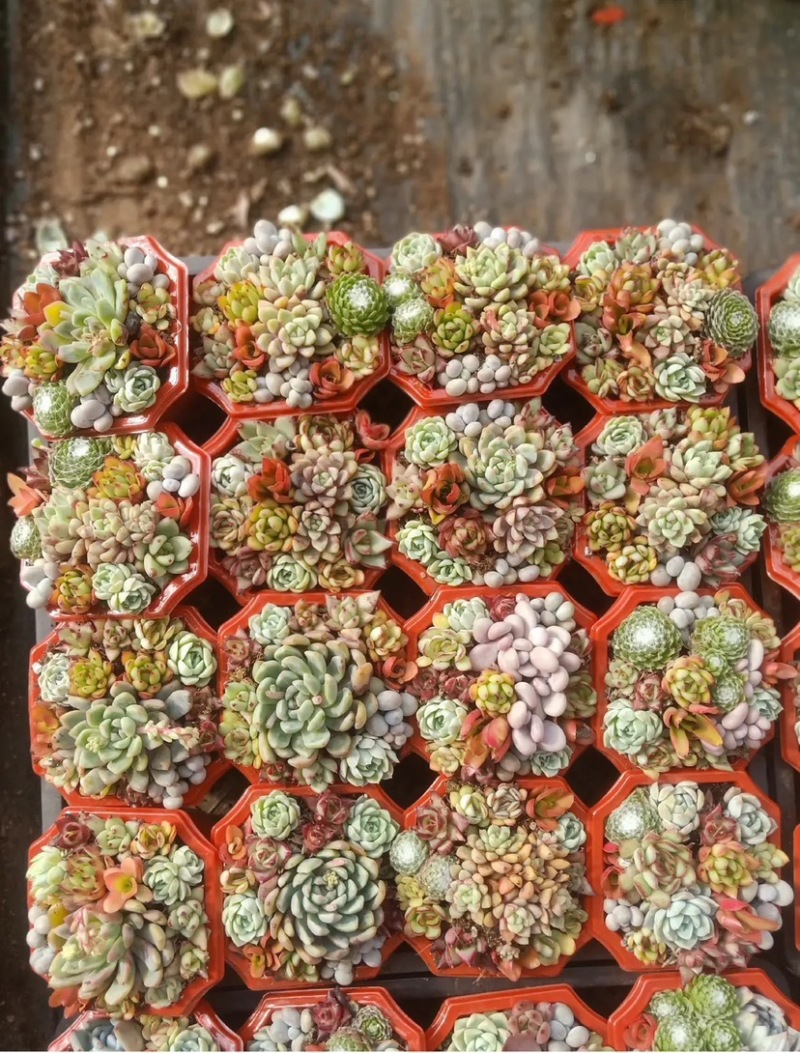 多肉植物组合盆盆栽组盆基地直发！全国总源头！一手货源！