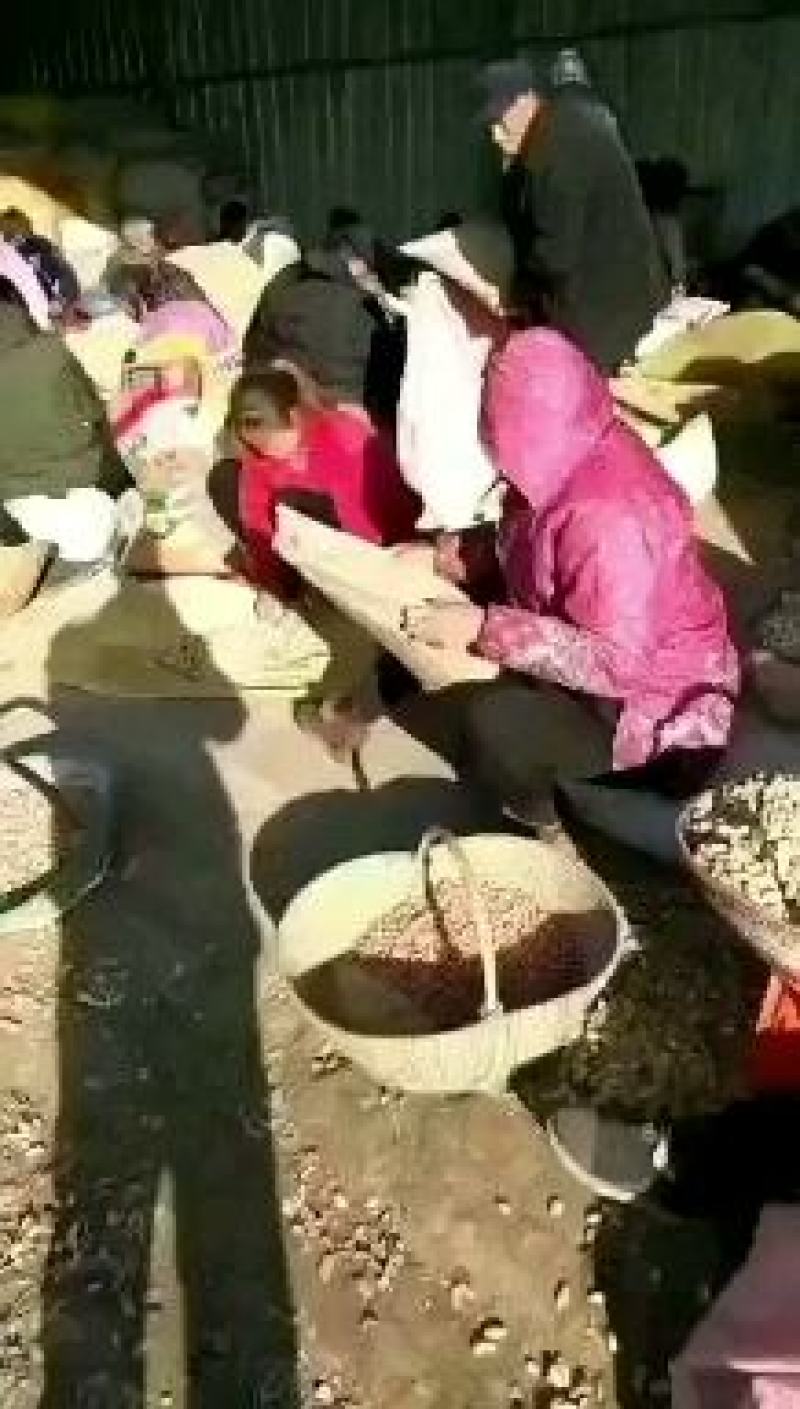 精选罗汉果（308）花生加工手剥米支持线上保障交易