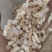 白参个精品无硫生晒参个无须白参万信药业只做精品药材
